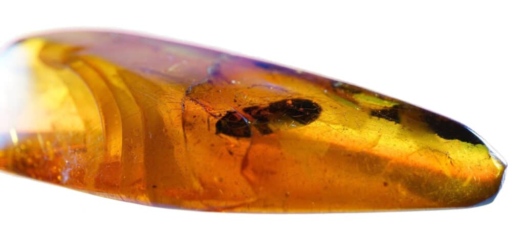 Nahaufnahme von Bernstein mit Insekt
