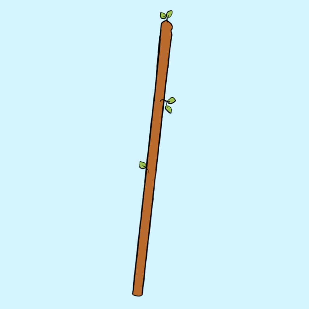 ritter der staebe tarot stab